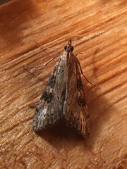 Udea itysalis