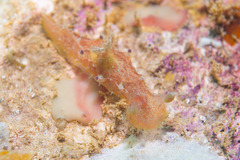 Nudibranchia