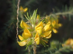 Phyllota