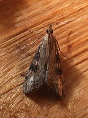 Udea itysalis