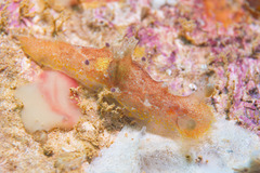 Nudibranchia