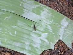 Limnometra