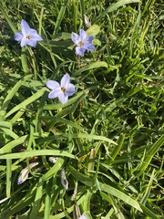 Ipheion uniflorum