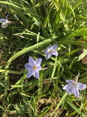 Ipheion uniflorum