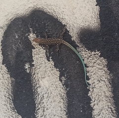 Anatololacerta anatolica