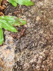 Oecophylla smaragdina