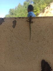 Anatololacerta anatolica