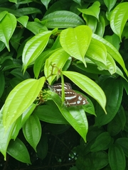 Phaedyma columella singa