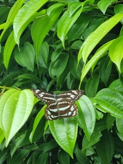 Phaedyma columella singa