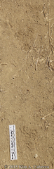 Otospermophilus beecheyi
