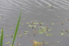 Potamogeton gramineus