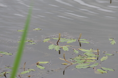 Potamogeton gramineus