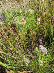 Serruria ascendens