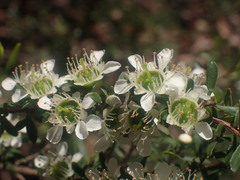 Leptospermum