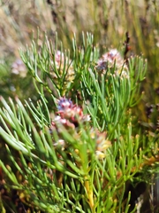 Serruria ascendens