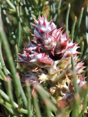 Serruria ascendens