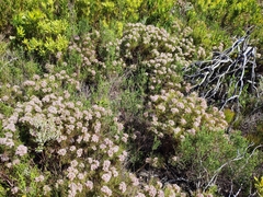 Serruria ascendens