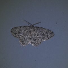 Lassaba parvalbidaria