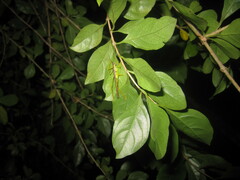 Macroteratura megafurcula