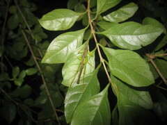 Macroteratura megafurcula
