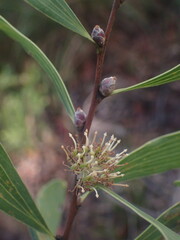 Hakea florulenta