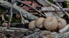 Apioperdon