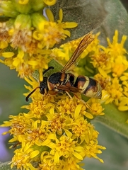 Euodynerus hidalgo