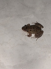 Leptodactylus melanonotus