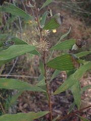 Hakea florulenta