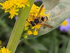 Euodynerus hidalgo
