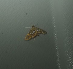 Paracymoriza cataclystalis