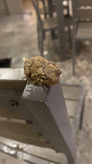 Hyla chrysoscelis