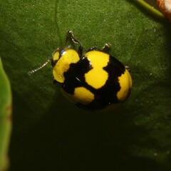 Illeis galbula