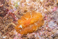 Nudibranchia