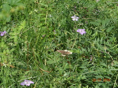Aphantopus hyperantus