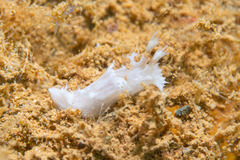 Nudibranchia