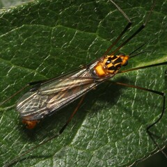 Nephrotoma australasiae