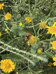 Phidippus apacheanus