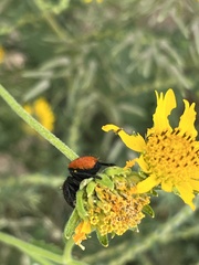 Phidippus apacheanus