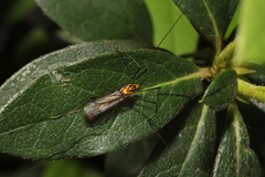 Nephrotoma australasiae