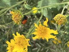 Phidippus apacheanus