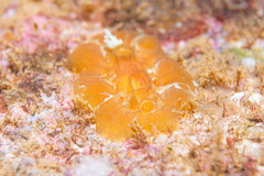 Nudibranchia