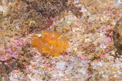 Nudibranchia