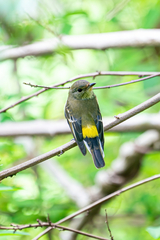 Ficedula zanthopygia