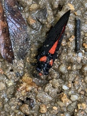 Huechys sanguinea