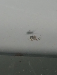 Parasteatoda tepidariorum
