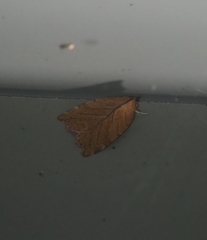 Macrochthonia fervens