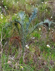 Macrozamia riedlei
