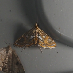 Paracymoriza cataclystalis