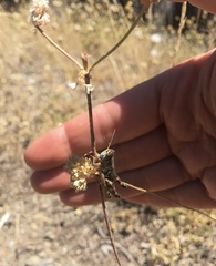 Melanoplinae